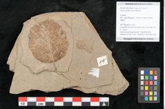 Foto (Objekt + Etikett) von Alnus incana (Linne) Mönch (NHMW-GEO-2024-0188-15003)